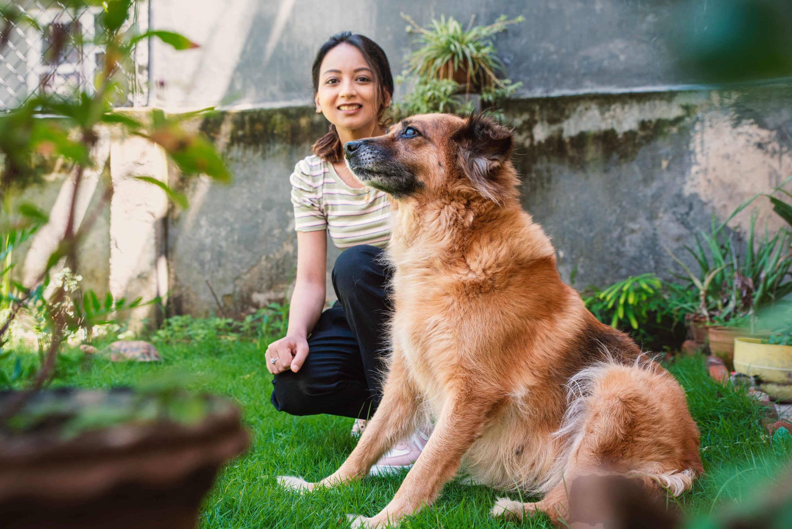 My therapy pet lucy (1)