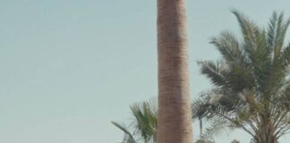 Dubai Real Estate Agency Helps Rescue Pets Find Homes Rescue Pets