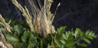 The Beauty of Simplicity: Garima Arora’s Gaa Redefines Indian Cuisine in Bangkok